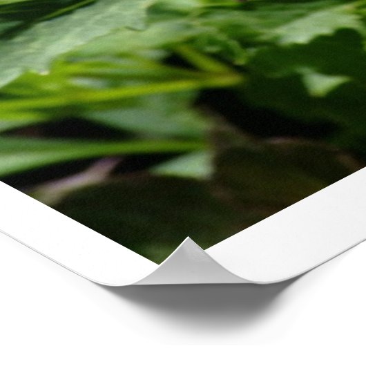 Roze-Witte Spikey-ventilator op de Brug van Bloeme Poster (Hoek)