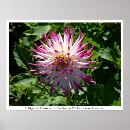 Roze-Witte Spikey-ventilator op de Brug van Bloeme Poster (Voorkant)