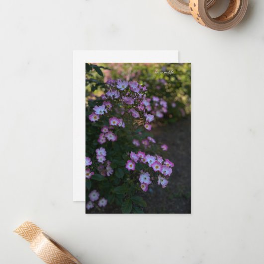 Roze & Witte Struik Roos Notitiekaartje (Voorkant / Achterkant in situ)