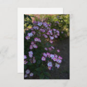 Roze & Witte Struik Roos Notitiekaartje (Voorkant / Achterkant)