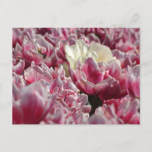 Roze witte Tulpen Patroon DIY Briefkaart