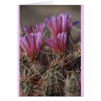 Roze woestijncactus bloom