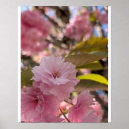 Roze Yaezakura Bloesem Poster