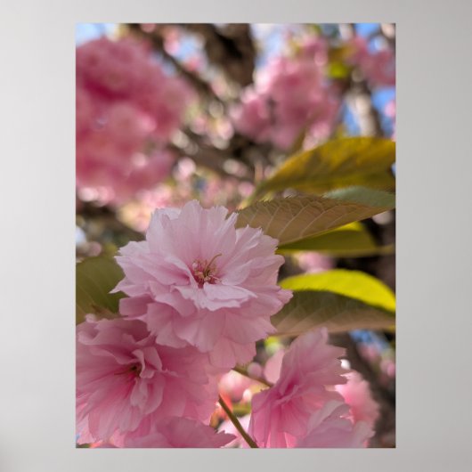 Roze Yaezakura Bloesem Poster (Voorkant)