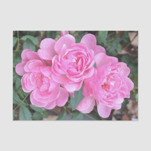 Roze, zachte Rozen Tissuepapier (Voorkant)