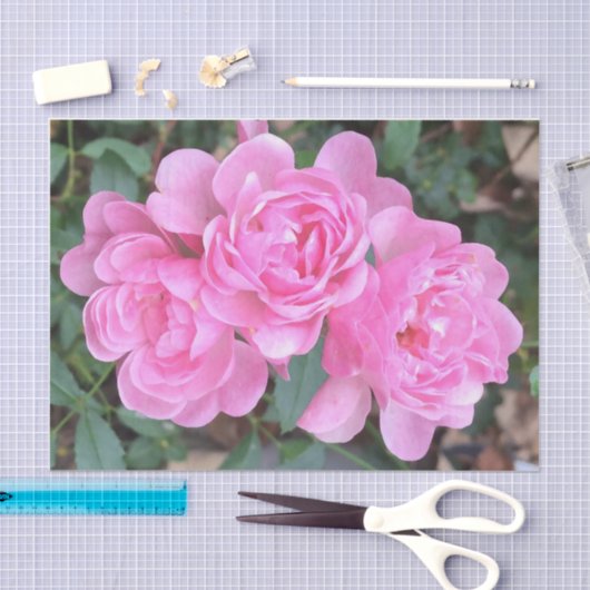 Roze, zachte Rozen Tissuepapier (Craft)