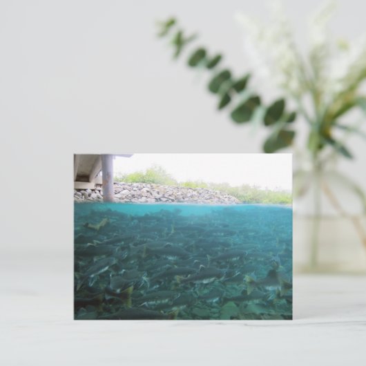 Roze Zalm migratie in Kodiak, Alaska Briefkaart (Staand voorkant)