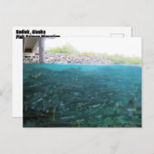 Roze Zalm migratie in Kodiak, Alaska Briefkaart (Voorkant / Achterkant)