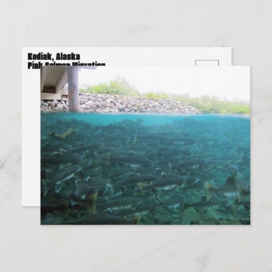 Roze Zalm migratie in Kodiak, Alaska Briefkaart (Voorkant / Achterkant)