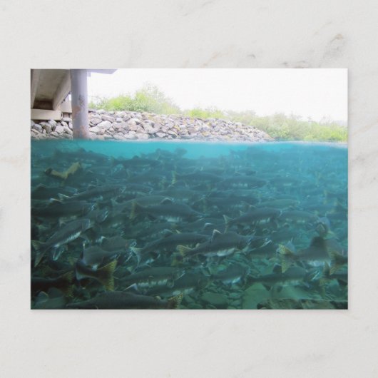 Roze Zalm migratie in Kodiak, Alaska Briefkaart (Voorkant)