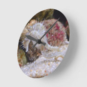 Roze Zee Creater Ronde Klok (Hoek)