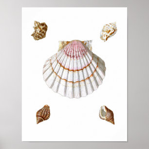 Roze Zee Shell Print no.19 Beach Decor