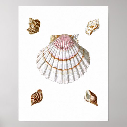 Roze Zee Shell Print no.19 Beach Decor (Voorkant)