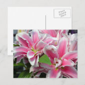 Roze zeemietsjes briefkaart (Voorkant / Achterkant)