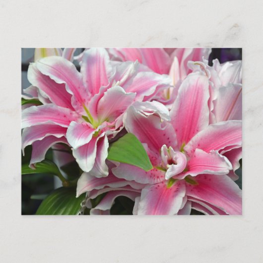 Roze zeemietsjes briefkaart (Voorkant)