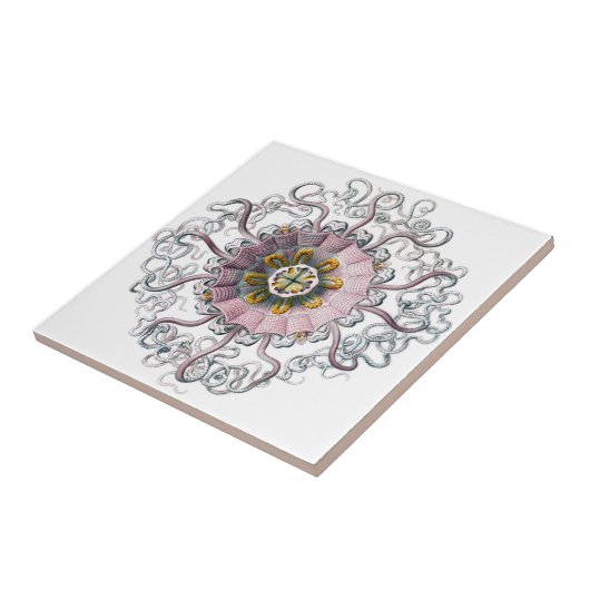 Roze zeester tegeltje (Zijkant)