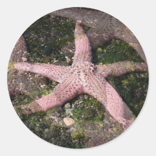 Roze zeesterren Sticker