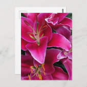 Roze zetmeellierbloemen briefkaart (Voorkant / Achterkant)