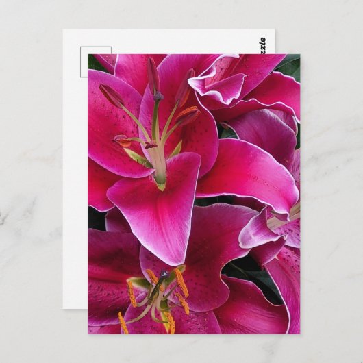 Roze zetmeellierbloemen briefkaart (Voorkant / Achterkant)
