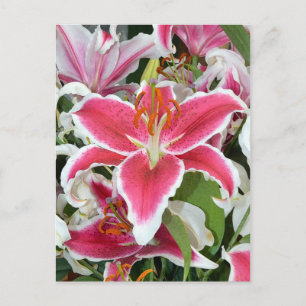 Roze zetmeellierbloemen briefkaart