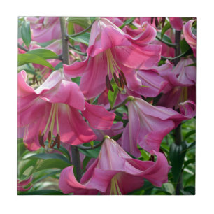Roze zetmeellierbloemen tegeltje