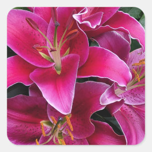 Roze zetmeellierbloemen vierkante sticker