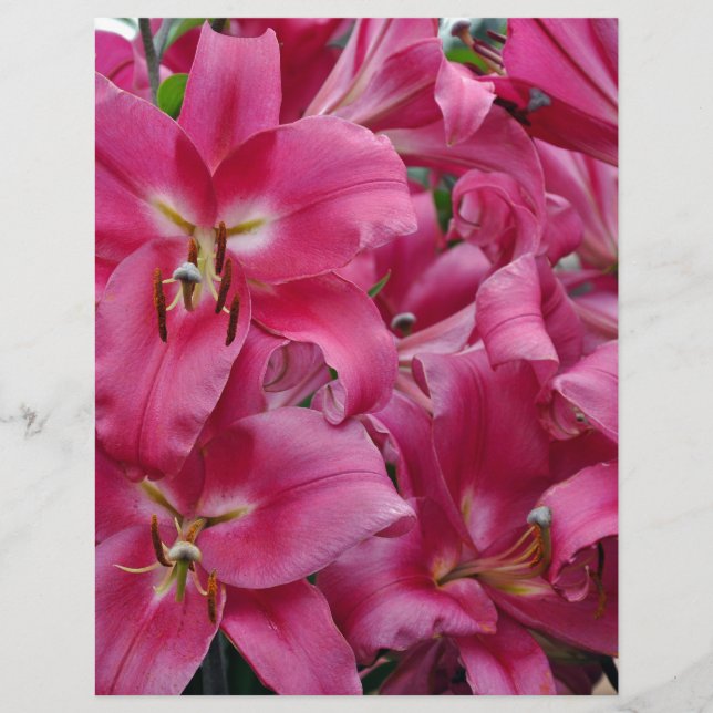 Roze zetmeellieren (Voorkant)