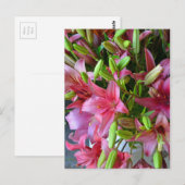 Roze zetmeellieren briefkaart (Voorkant / Achterkant)