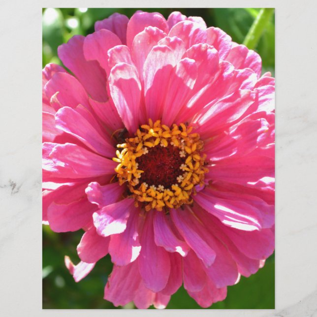 Roze Zinnia (Voorkant)