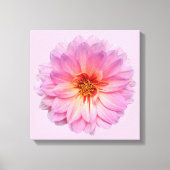 Roze Zinnia Bloei Bloem Canvas Afdruk (Voorkant)