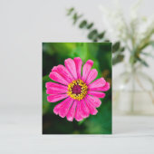 Roze Zinnia bloem Briefkaart (Staand voorkant)