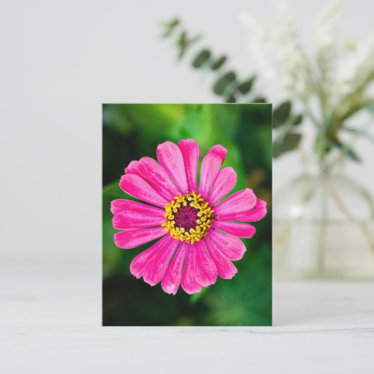Roze Zinnia bloem Briefkaart (Staand voorkant)