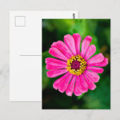 Roze Zinnia bloem Briefkaart (Voorkant / Achterkant)