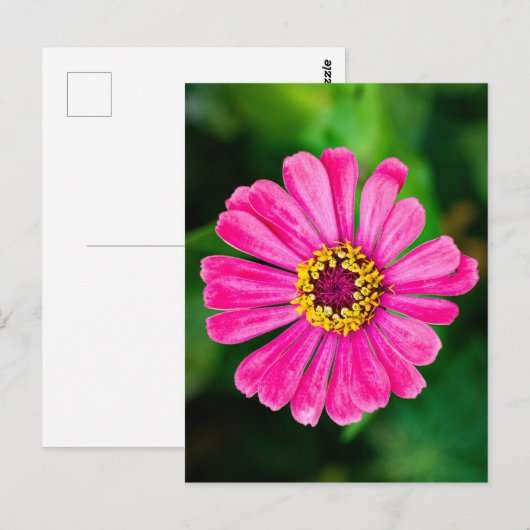 Roze Zinnia bloem Briefkaart (Voorkant / Achterkant)