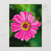 Roze Zinnia bloem Briefkaart (Voorkant)