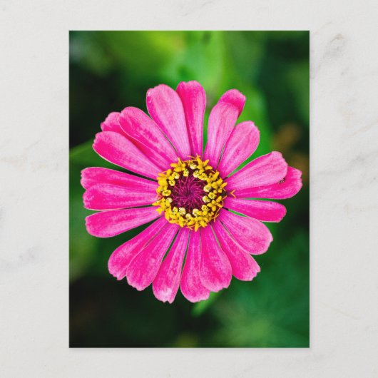 Roze Zinnia bloem Briefkaart (Voorkant)