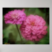 Roze zinnia-bloem poster (Voorkant)