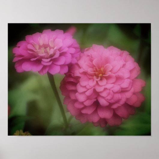 Roze zinnia-bloem poster (Voorkant)