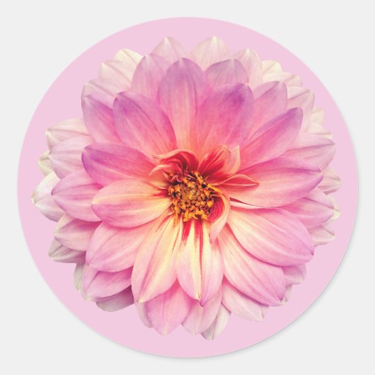 Roze Zinnia Bloem Ronde Sticker (Voorkant)