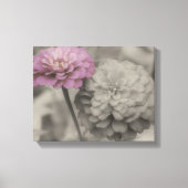 Roze Zinnia-bloemen in zwart-wit Canvas Afdruk (Voorkant)