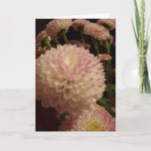 Roze Zinnia Bloemen Kaart (Voorkant)