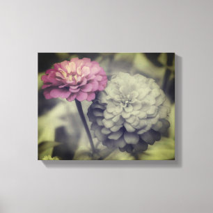 Roze Zinnia Bloemen Zwart en Wit Canvas Afdruk