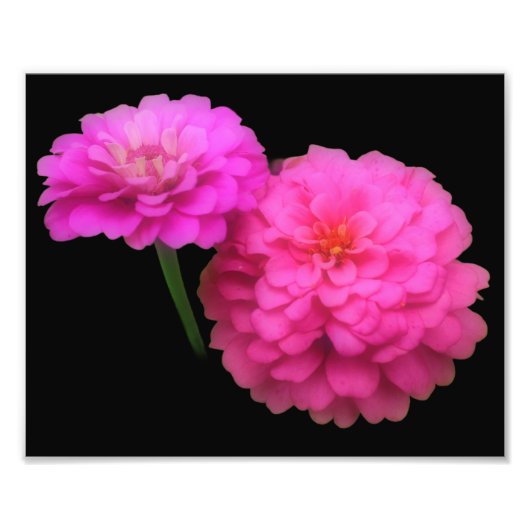 Roze Zinnia Bloemenpaar Close-up 8x10 Foto Afdruk (Voorkant)
