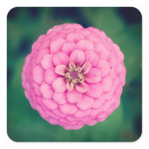 Roze Zinnia bloemenvierkante Stickers