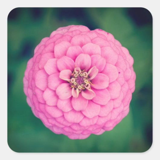 Roze Zinnia bloemenvierkante Stickers (Voorkant)