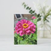 Roze Zinnia Briefkaart (Staand voorkant)
