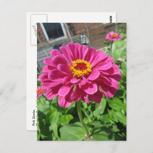 Roze Zinnia Briefkaart (Voorkant / Achterkant)