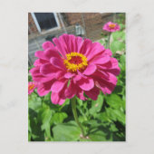 Roze Zinnia Briefkaart (Voorkant)