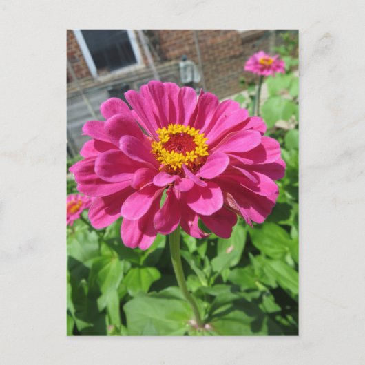Roze Zinnia Briefkaart (Voorkant)