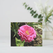 Roze Zinnia Briefkaart (Staand voorkant)